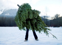 Живая Рождественская ёлка: хорошо это или плохо?