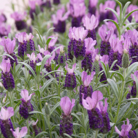 Лаванда стэхадская Anouk купить