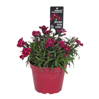 Діантус Pental купить