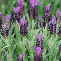 Лаванда стэхадская Ellagance Purple купить