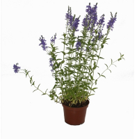 Лаванда укзколистная купить