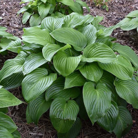 Хоста микс купить