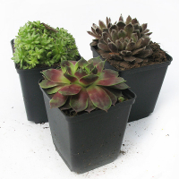 Молодило купить