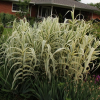 Арундо тростниковый купить