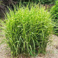 Міскантус китайський 'Літл Зебра' купить