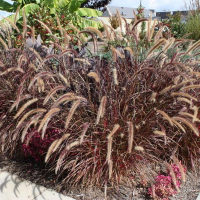 Пеннісетум східний Рубрум купить