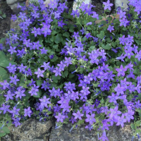 Кампанула Блю Мунлайт купить