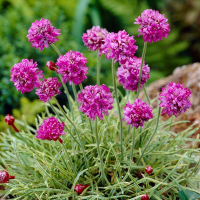 Армерия приморская Армада Розе купить