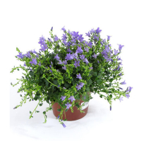 Кампанула Крис купить