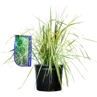 Вейник остроцветный Overdam купить