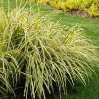 Аїр злаковий Огон купить