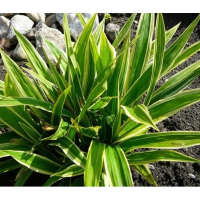 Осока (Карекс) ржавопятнистая Shiro купить