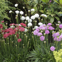 Армерия приморская купить