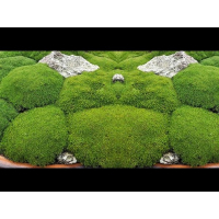 Склерантус / Дивала / Uniflorus купить