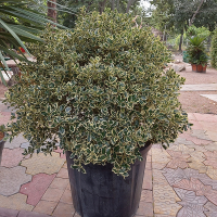 Падуб гостролистий Вариегатум купить