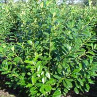 Лавровишня Ротундифолиа купить