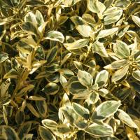 Бересклет японский Браво купить