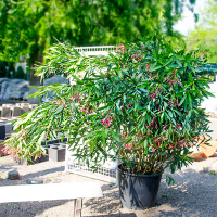 Олеандр Bianco купить