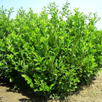 Лавровишня Ротундіфоліа купить