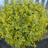 Бересклет японский Ауреомаргината купить