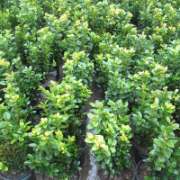 Буксус вечнозеленый купить