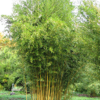 Бамбук Біссета купить