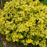 Бересклет Форчуна Эмеральд Голд купить