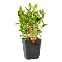 Бересклет японский Marieke купить