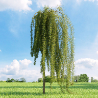 Карагана древовидная Пендула купить