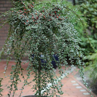 Кизильник гибридный Корал Бьюти на штамбе купить