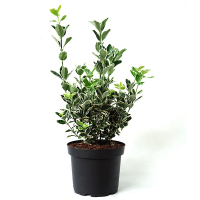 Бересклет японский Кати купить