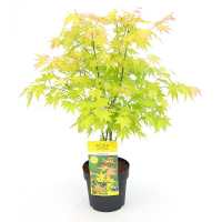 Клен віяловий Orange Dream купить