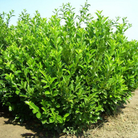 Лавровишня Ротундіфоліа купить