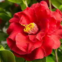 Камелия японская микс купить