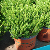 Хебе Emerald Green купить