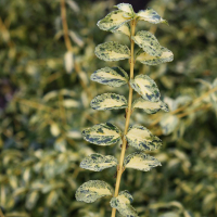 Бересклет Форчуна Голден Арлекин купить