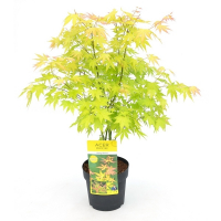 Клен віяловий Оранж Дрім купить