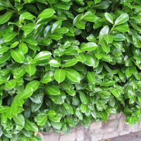 Лавровишня Ротундіфоліа купить