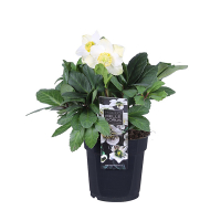 Морозник Christman Carol купить