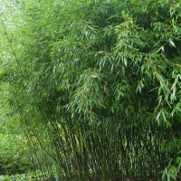 Бамбук Біссета купить