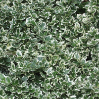 Бересклет форчуна Эмеральд Гаети купить