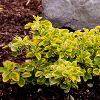 Бересклет форчуна Эмеральд Голд купить