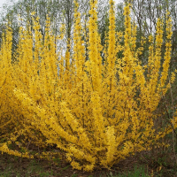 Форзиция средняя Вик Энд купить