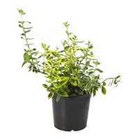 Бересклет форчуна Эмеральд Голд купить