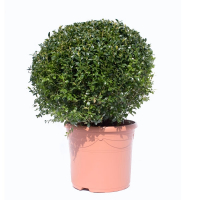 Буксус вечнозеленый, форма шар купить