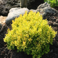 Барбарис тунберга Тини Голд купить