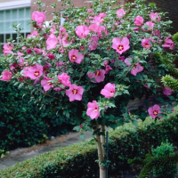 Гибискус Цветочная башня купить