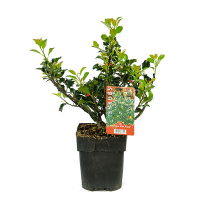 Падуб Мезерва Блю Ангел купить