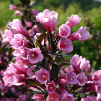 Вейгела цветущая Нана Пурпуреа купить