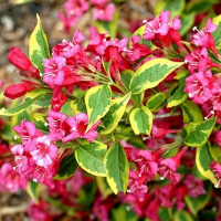 Вейгела цветущая Мулен Руж купить